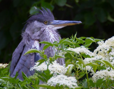 2014 – Tierfotos aus dem Zoo Krefeld