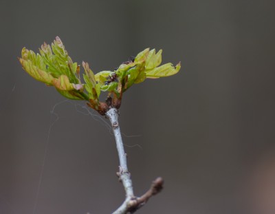 Makro Schnappschüsse frei Hand